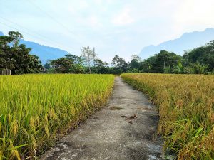 ha-giang-motorbike-tour-rice