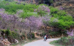 sapa-cherry-blossom-flowers