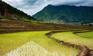 sapa-rice-terrace-fields